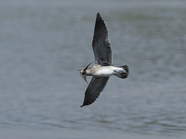Nokisiipilokki, Laughing Gull, Larus atricilla